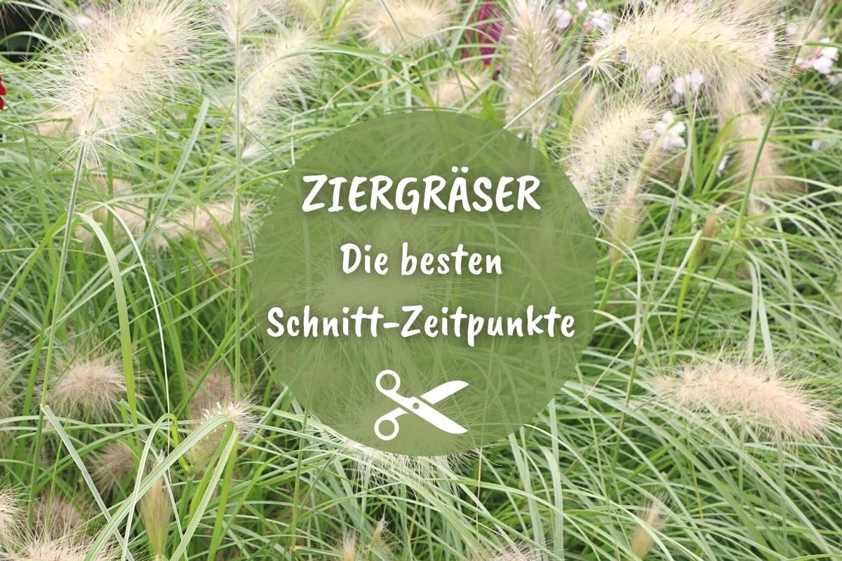 Lampenputzergras - Pennisetum alopecuroides