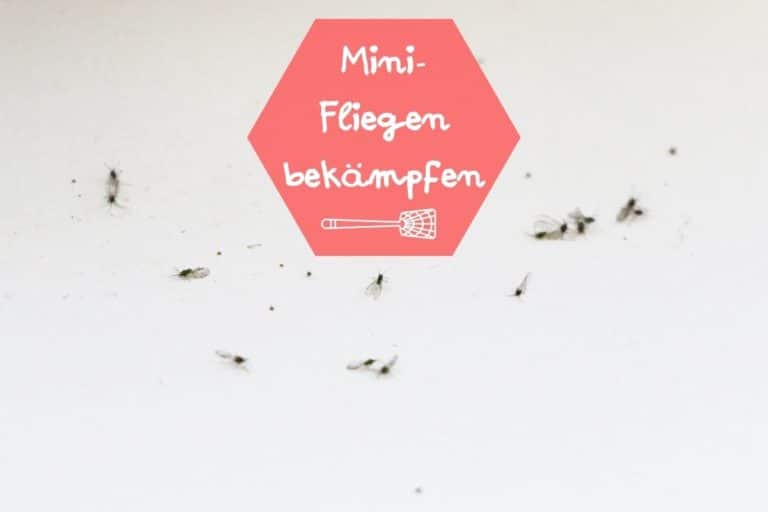 Kleine MiniFliegen in der Wohnung wie man sie bekämpfen kann