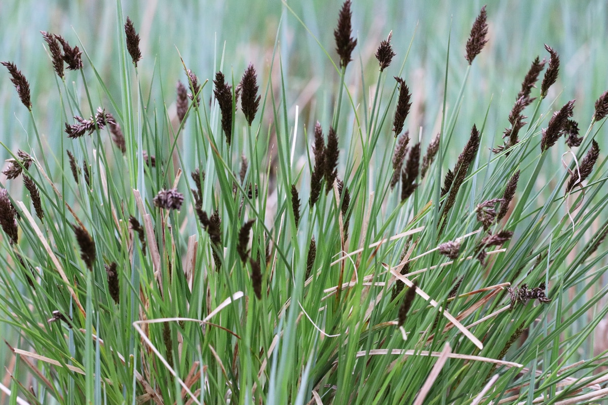 Raue Segge - Carex hirta