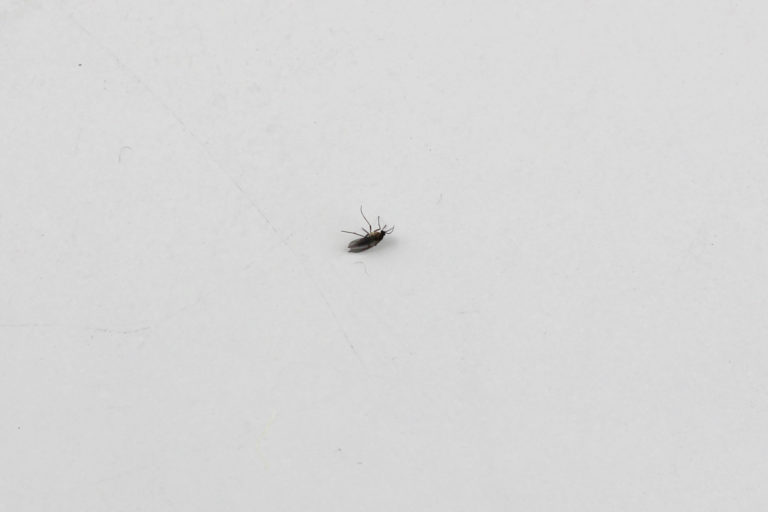 Kleine MiniFliegen in der Wohnung wie man sie bekämpfen kann