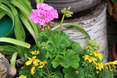 Geranie - Pelargonie - Pelargonium