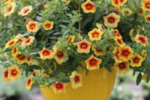 Pflanzen für die pralle Sonne 12 Blumen, Balkon und Kübelpflanzen
