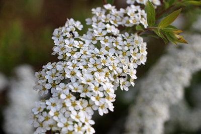 Spiraea arguta, Brautspiere, Schneespiere