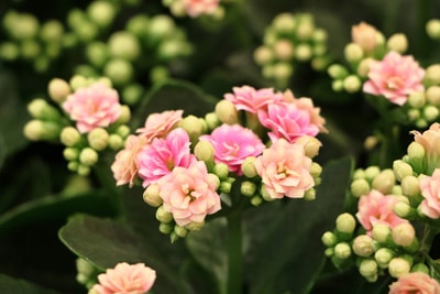 Flammendes Kätchen - Kalanchoe