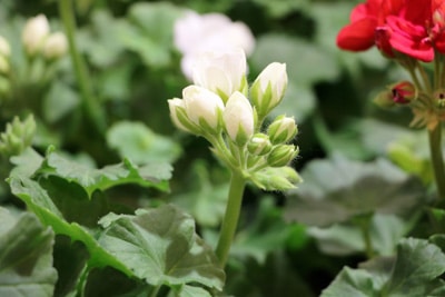 Geranie Pelargonie Pelargonium