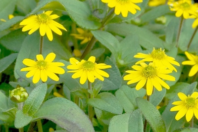 Husarenknopf - Sanvitalia procumbens