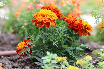 Studentenblume - Tagetes