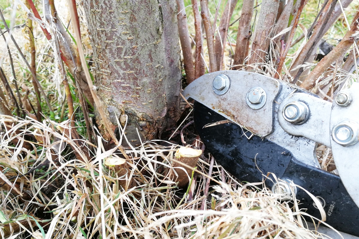 Pflanzen zurückschneiden - Apfelbaum