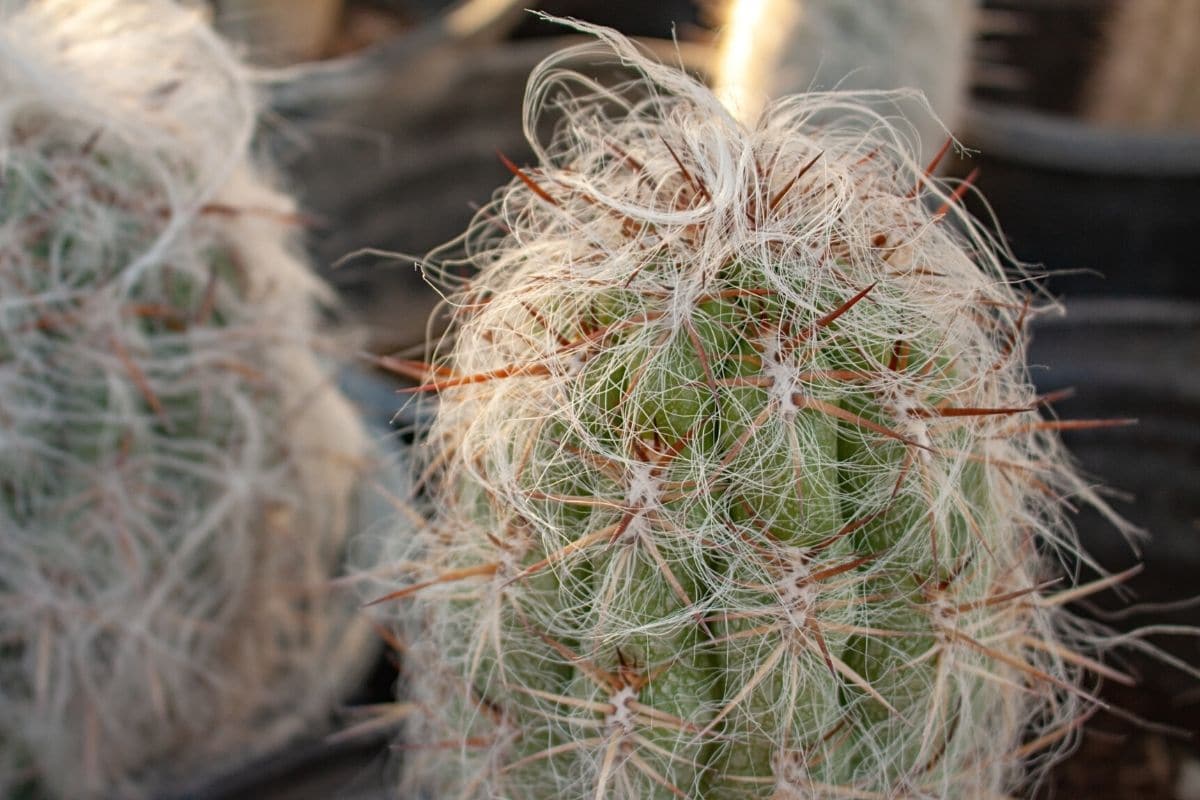 Greisenhaupt - Cephalocereus senilis