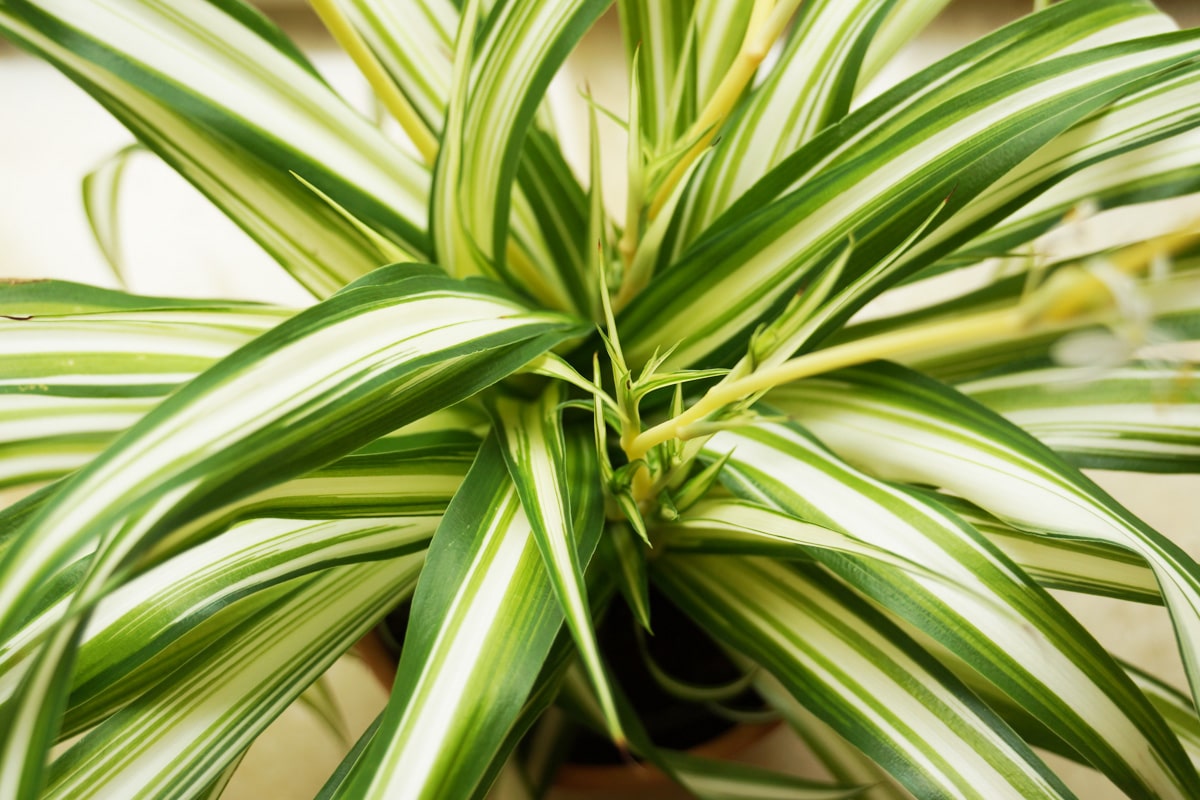 Grünlilie - Chlorophytum comosum