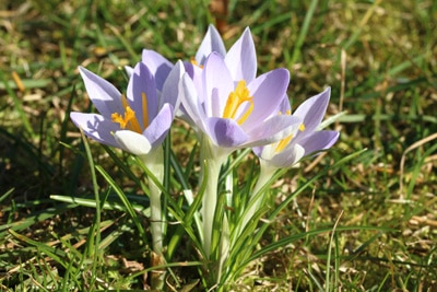 Krokusse Crocus