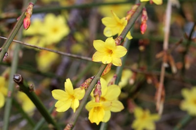 Winterjasmin - Jasminum nudiflorum