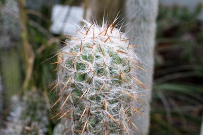 Bergkaktus - Oreocereus celsianus