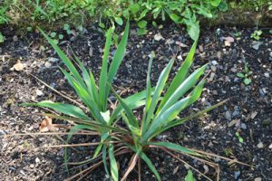 53+ Yucca Palme Überwintern, Entdecken sie, ob yucca palmen