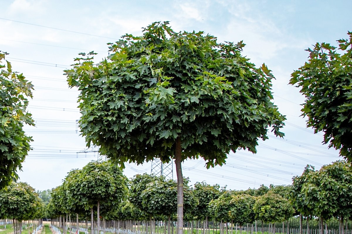 Kugelahorn - Acer platanoides 'Globosum'