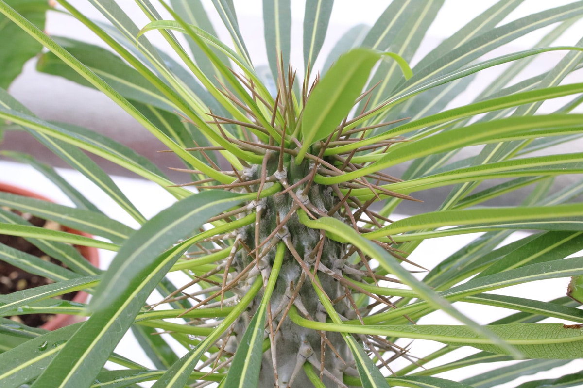 Madagaskarpalme - Pachypodium lamerei