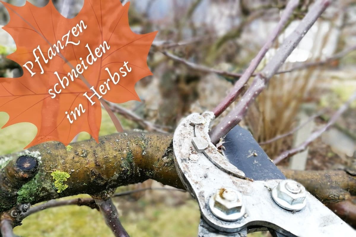 Pflanzen im Herbst zurückschneiden - Apfelbaum