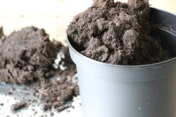 Weiße Tierchen in der Blumenerde so werden Sie sie los! Gartenrat.de