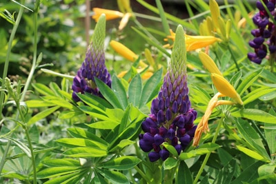 Lupinen Lupinus