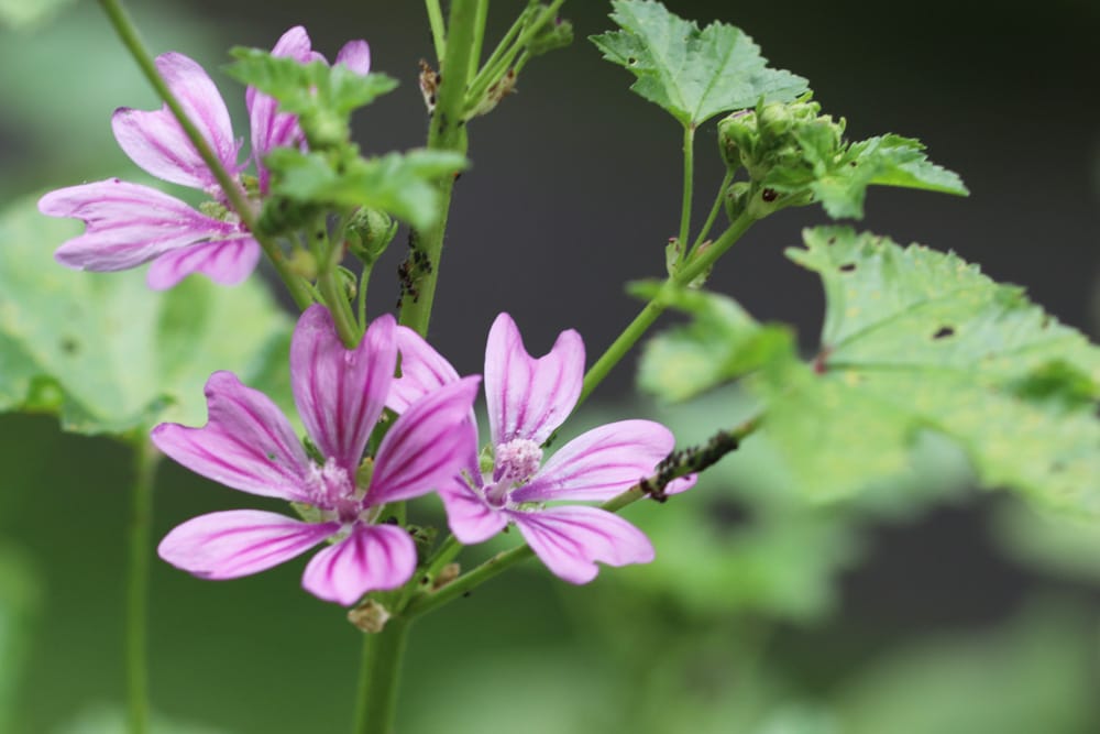 Moschus-Malve - Malva moschata