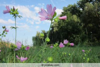 moschus malve malva moschata 