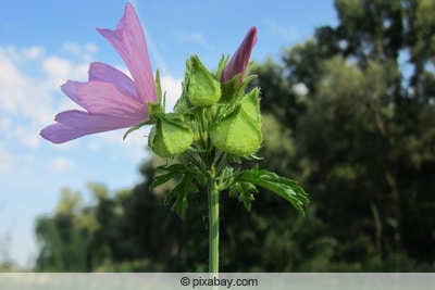 moschus malve malva moschata 