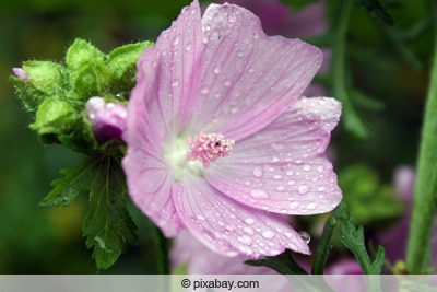 moschus malve malva moschata 