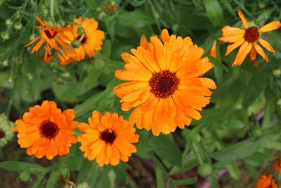 Ringelblume - Calendula officinalis 