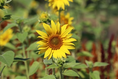 Sonnenblume - Helianthus annuus 