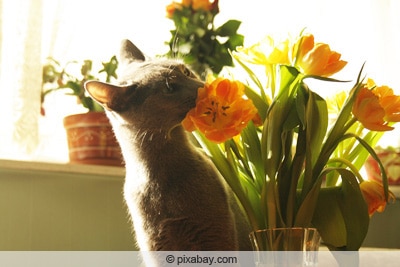 Katze riecht an Tulpen