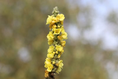 verbascum königskerze 