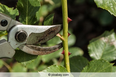 Gartenschere schneidet Rose