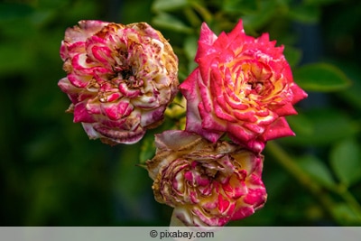 Ein Trio verblühter Rosenblüten