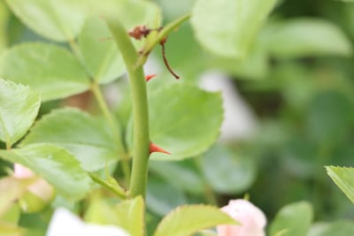 Nahaufnahme eines Rosenstiels 