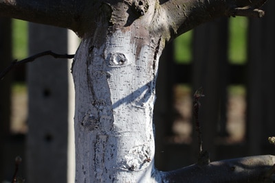 Baum mit Kalkanstrich