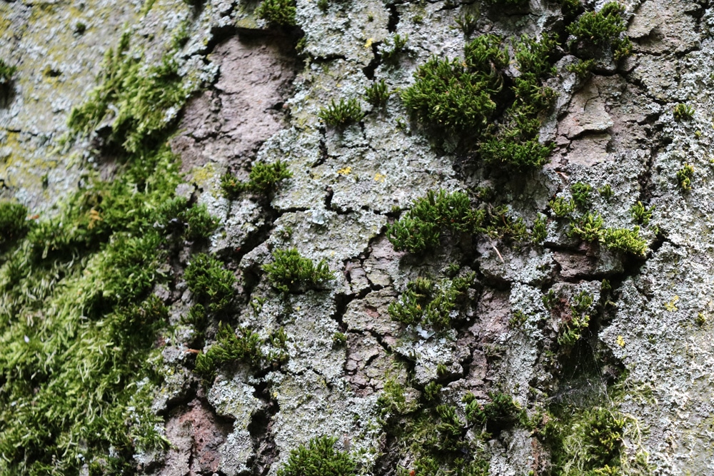 Baum mit Moosbewuchs