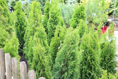 thuja lebensbaum 