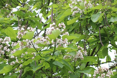 trompetenbaum catalpa bignonioides 