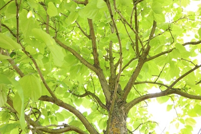 trompetenbaum catalpa bignonioides 