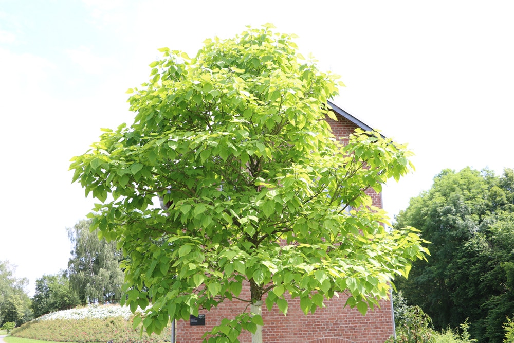 Trompetenbaum - Catalpa bignonioides