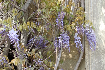 blauregen wisteria 