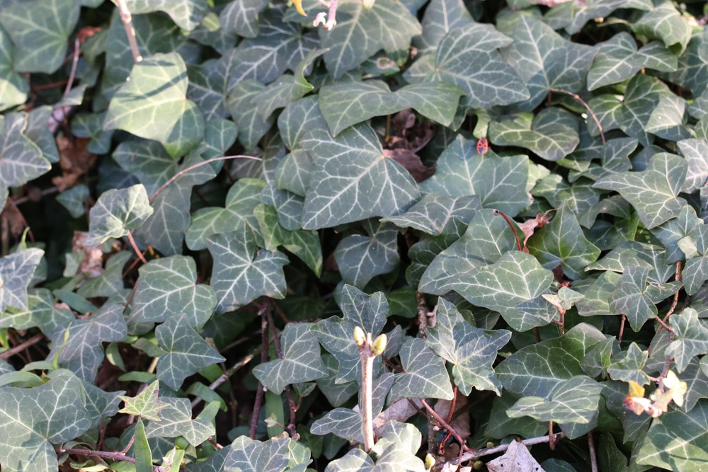 Efeu - Hedera Helix