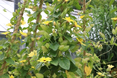 schwarzäugige susanne thunbergia alata 