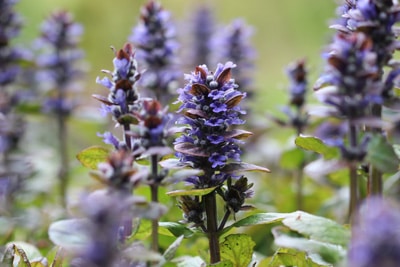 Kriechender Günsel - Ajuga reptans