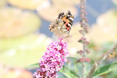 Schmetterlingsflieder