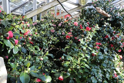 kamelie camellia japonica 