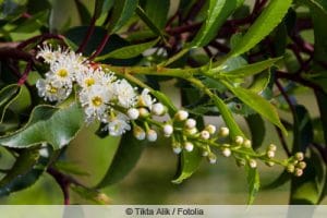 Portugiesischer Kirschlorbeer, Prunus lusitanica Pflege + Schneiden