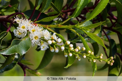 portugiesischer kirschlorbeer prunus lusitanica 