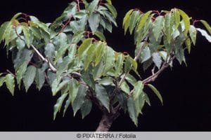 Portugiesischer Kirschlorbeer, Prunus lusitanica Pflege + Schneiden
