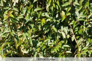 Portugiesischer Kirschlorbeer, Prunus lusitanica Pflege + Schneiden